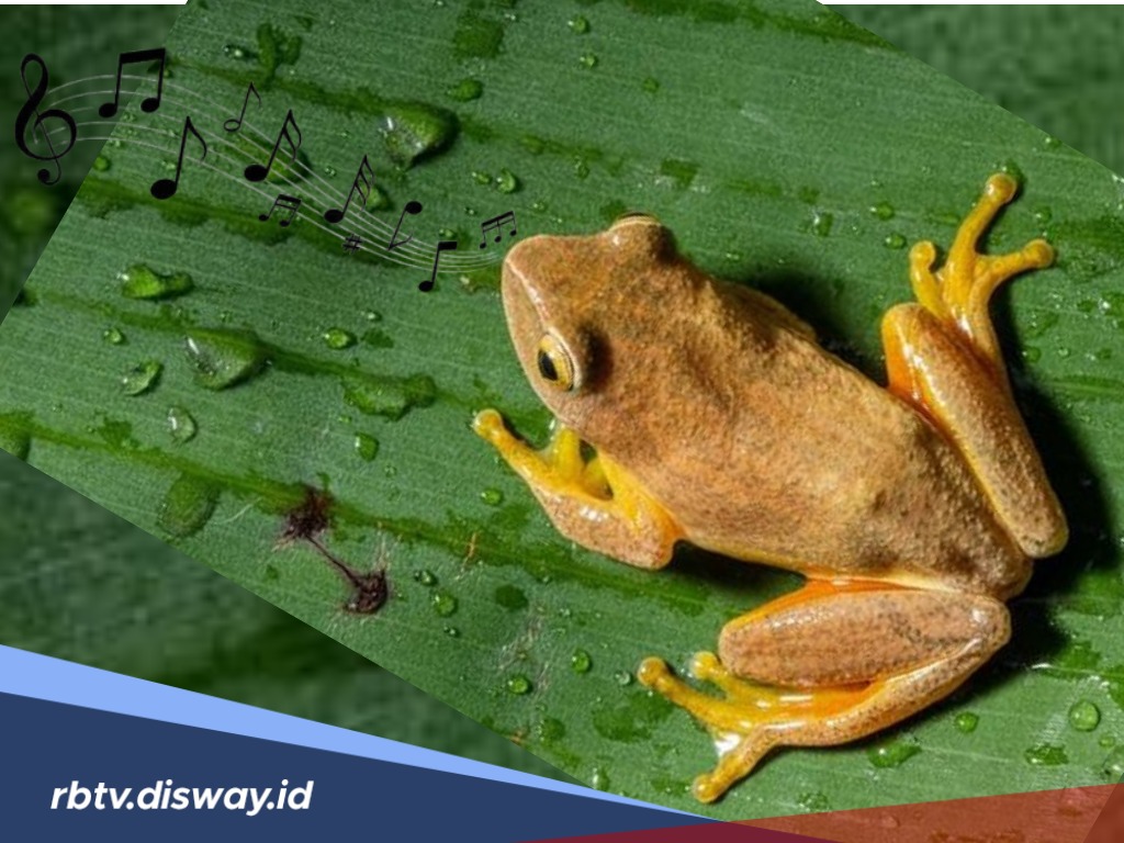 Hujan Katak Bikin Heboh Dunia, Rupanya Ini Keistimewaan Katak yang Disebutkan dalam Hadits