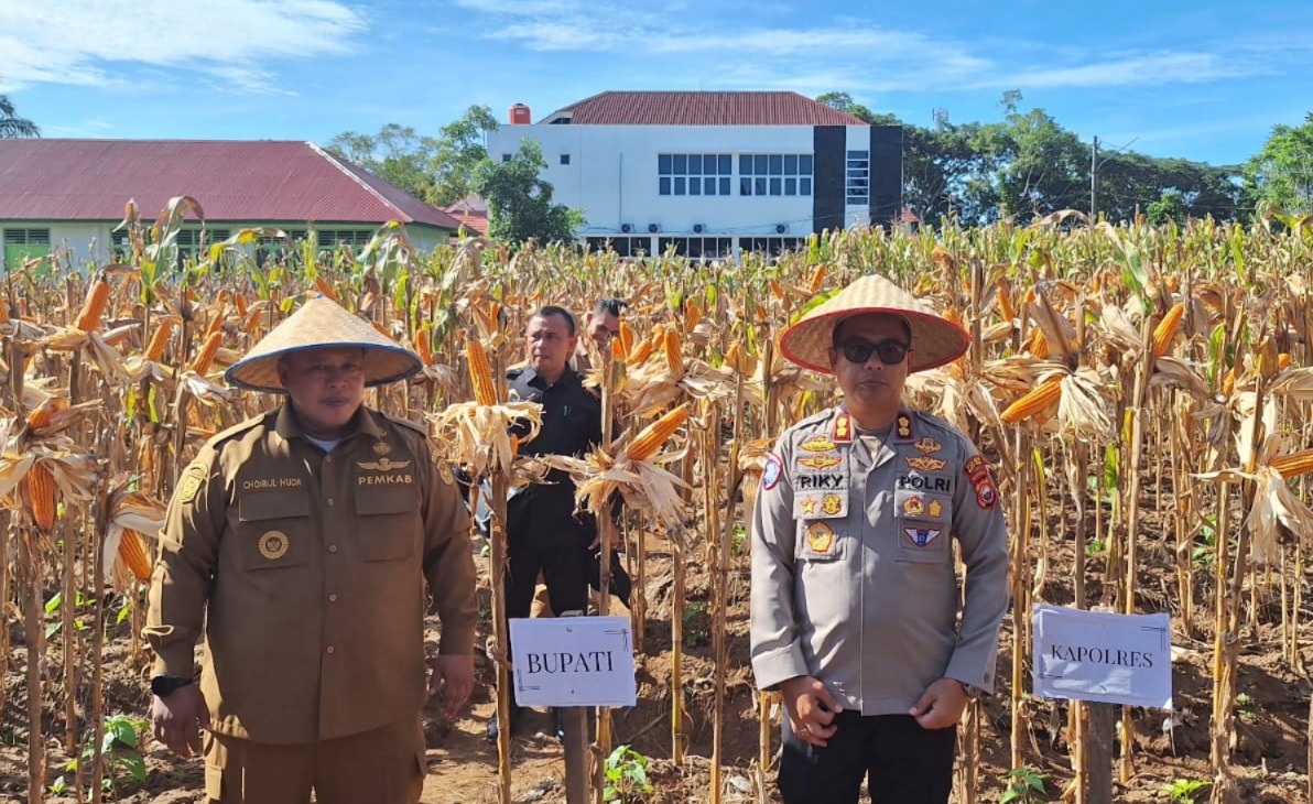 Program Ketahanan Pangan Nasional, Bupati dan Kapolres Mukomuko Panen Raya Jagung