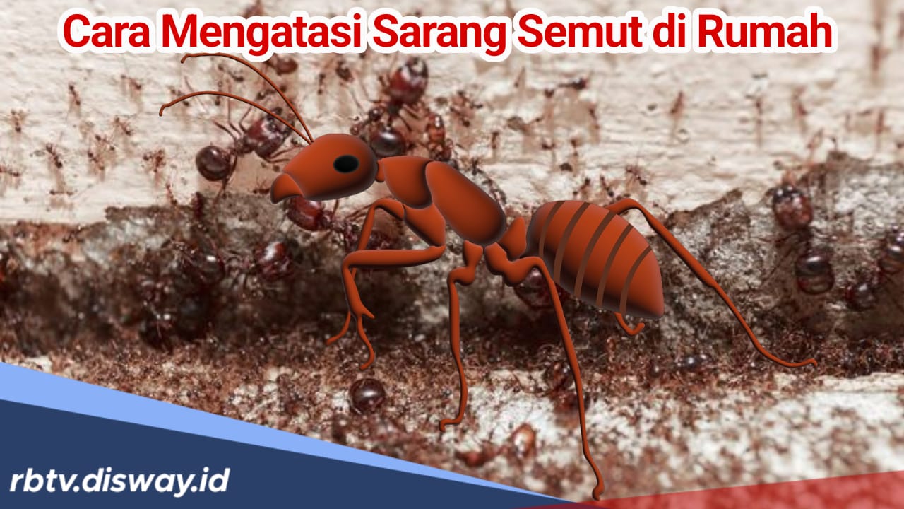 Sikecil Mematikan! Begini Cara Mengatasi Semut yang Bersarang Dirumah, Mudah dan Aman 