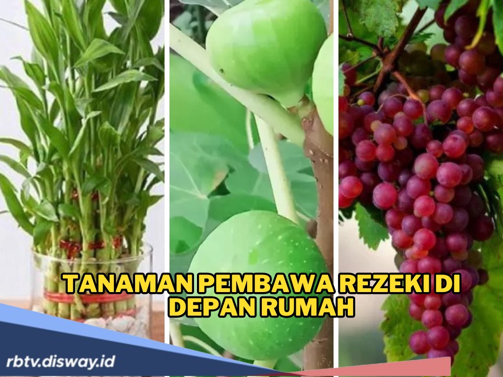 Daftar Tanaman Depan Rumah Pembawa Keberkahan Menurut Islam dan Feng Shui