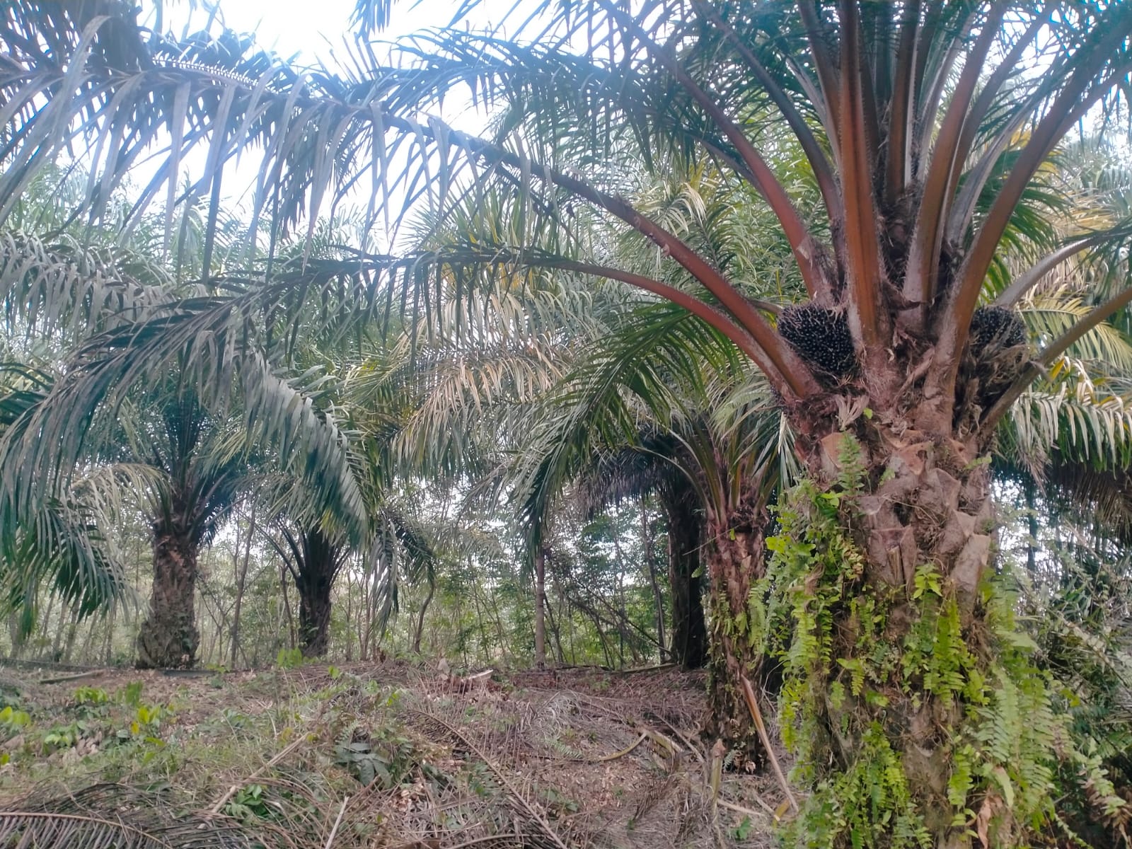 Agar Sawit Tetap Produktif Saat Kemarau, Ini Jenis dan Cara Pemupukan yang Dianjurkan