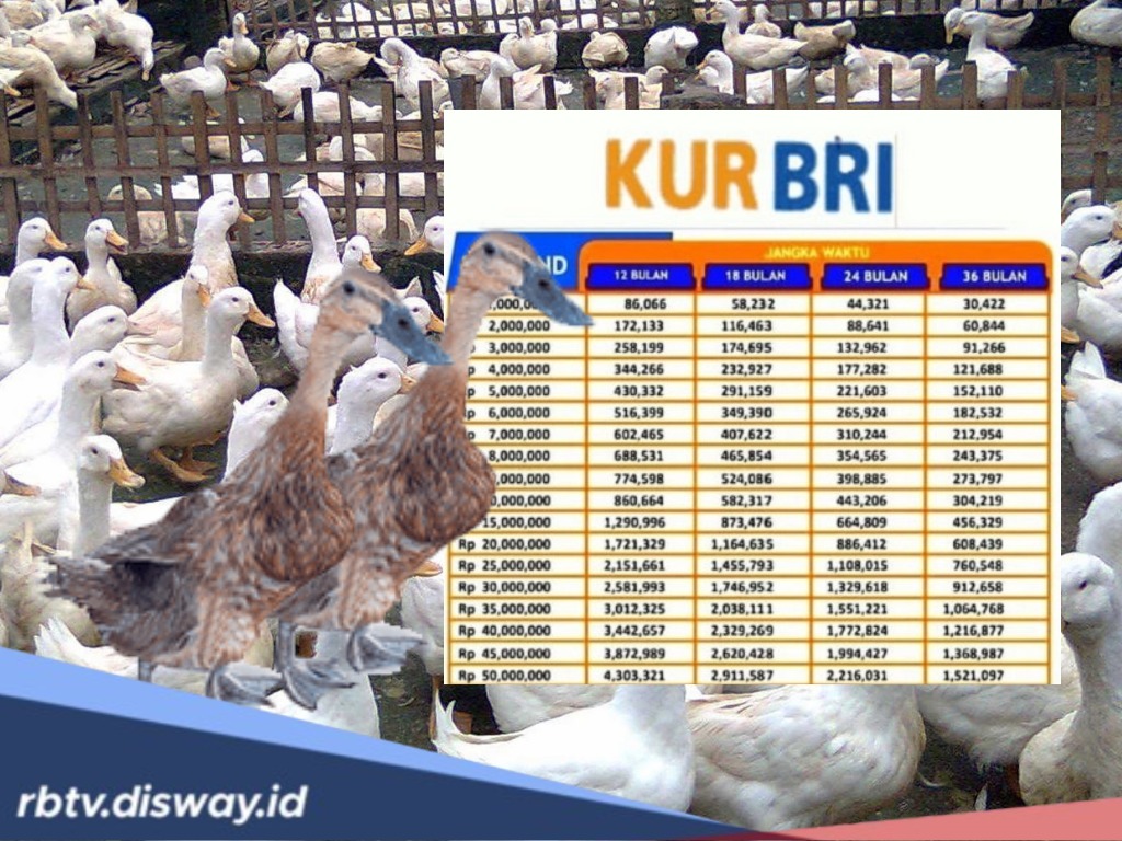 Usaha Ternak Bebek Makin Lancar Pakai KUR BRI Rp 25 Juta, Segini Bulannya 