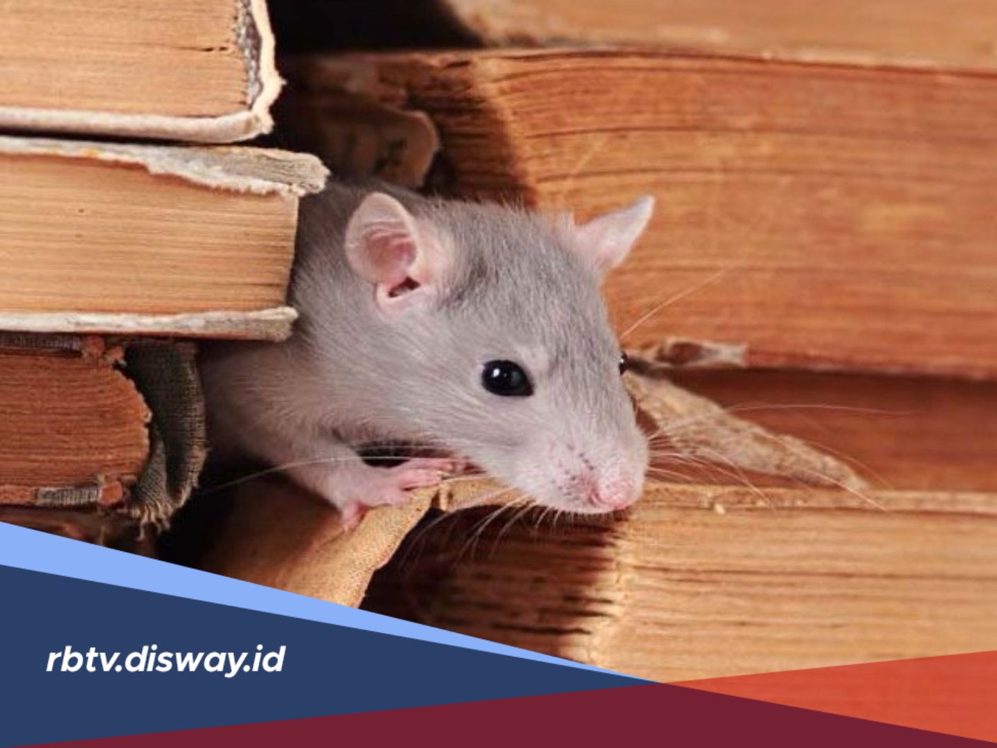 Jangan Biarkan Rumah Jadi Sarang Tikus! Ini Titik Masuk Tikus yang Sering Diabaikan