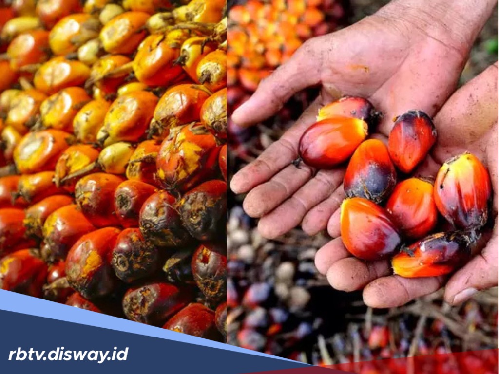 Harga TBS Sawit di Sumut Hari Ini Turun, Berikut Rinciannya 