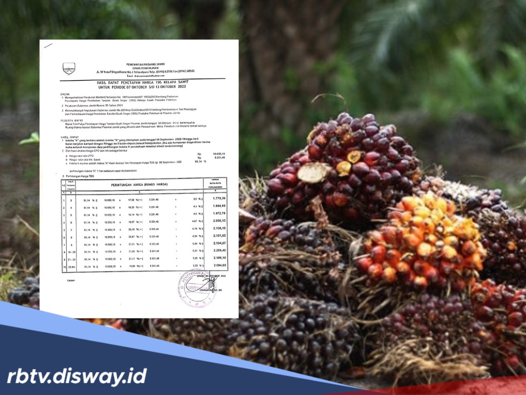 Update Harga TBS Sawit Jambi Hari Ini, Turun Jadi Segini