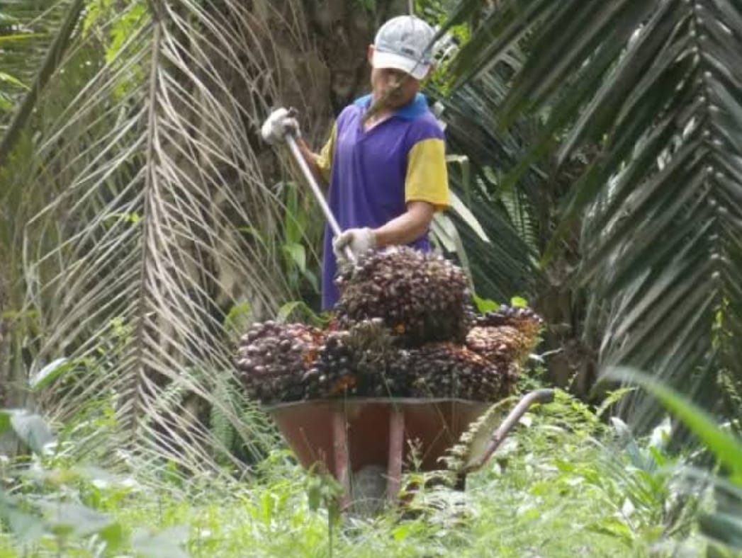 Harga Sawit Mahal, Ini Cara Menanam yang Benar, Petani di Sumatera Harus Paham