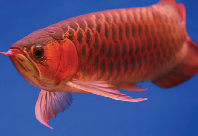 Selain Cantik, 13 Jenis Ikan Hias Ini Dipercaya Pembawa Rezeki Bagi Pemiliknya, Mau Coba Pelihara?