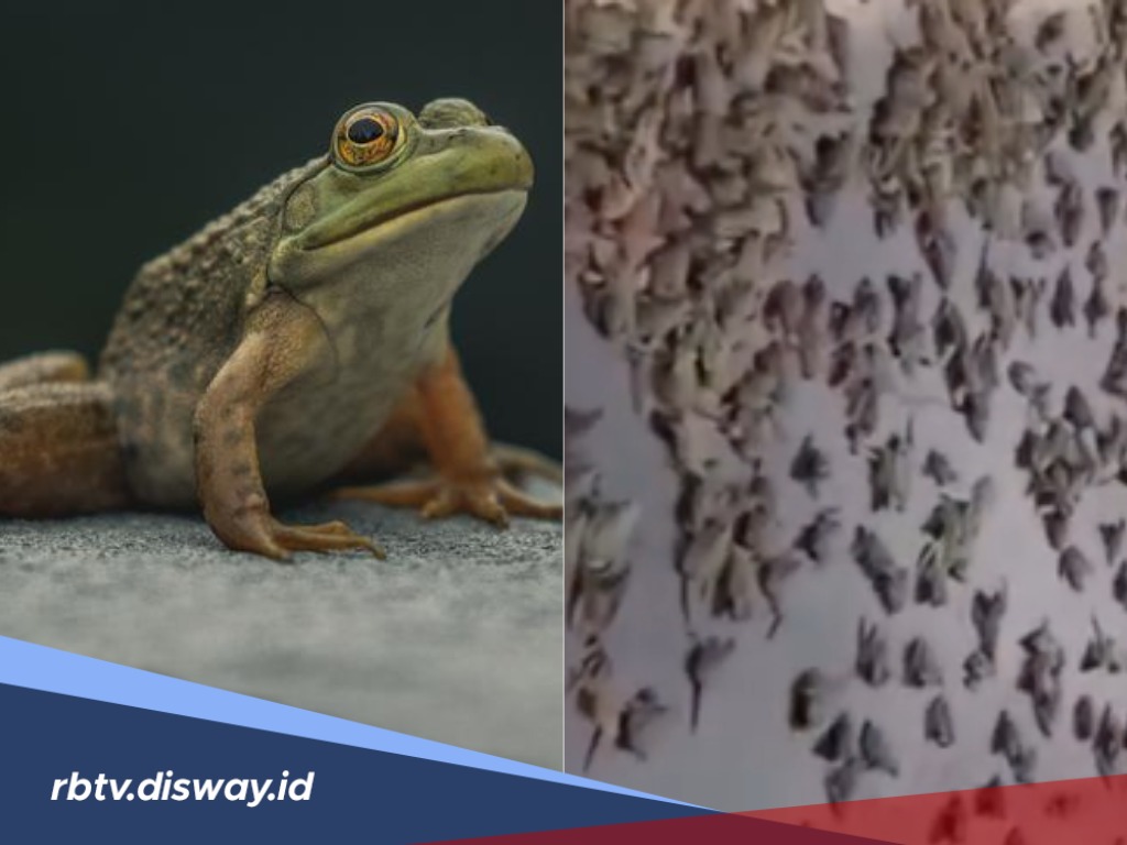 Ini Jenis Katak yang Menghujani Warga Brazil, Apakah Berbahaya?