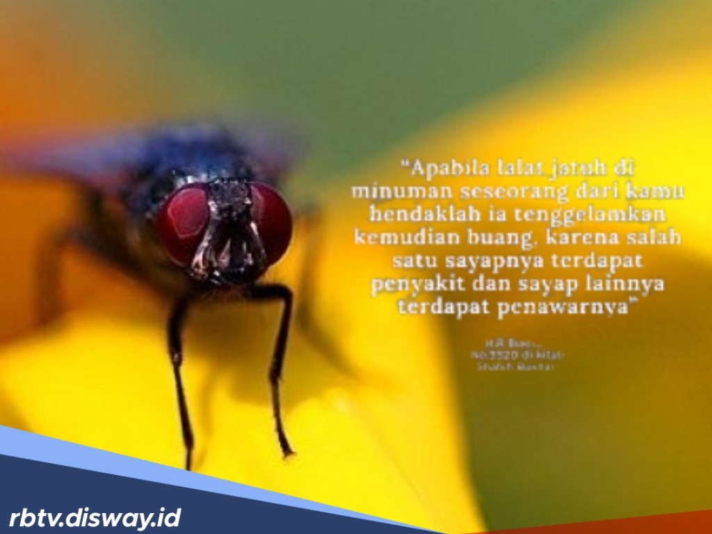 Terbukti Benar, Hadist Nabi Muhammad Tentang Lalat Terbukti Benar Secara Keilmuan