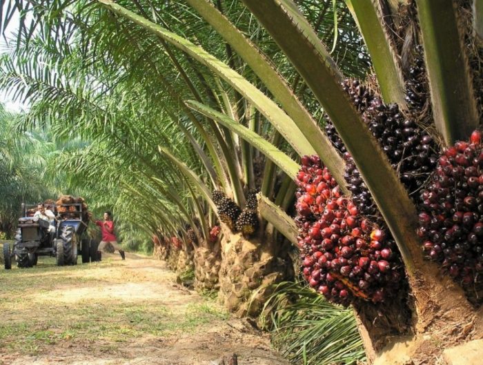 Ini Harga Terbaru TBS Kelapa Sawit, Petani Diminta Lakukan Hal Berikut agar Harga Bisa Naik