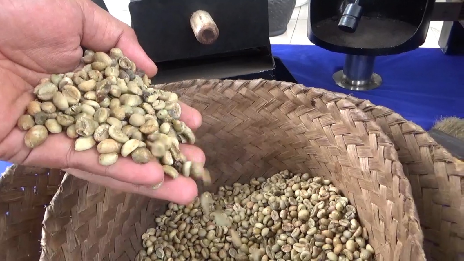 Harga Kopi di Kepahiang Merosot, Bupati Minta Petani jangan Alih Fungsi Lahan