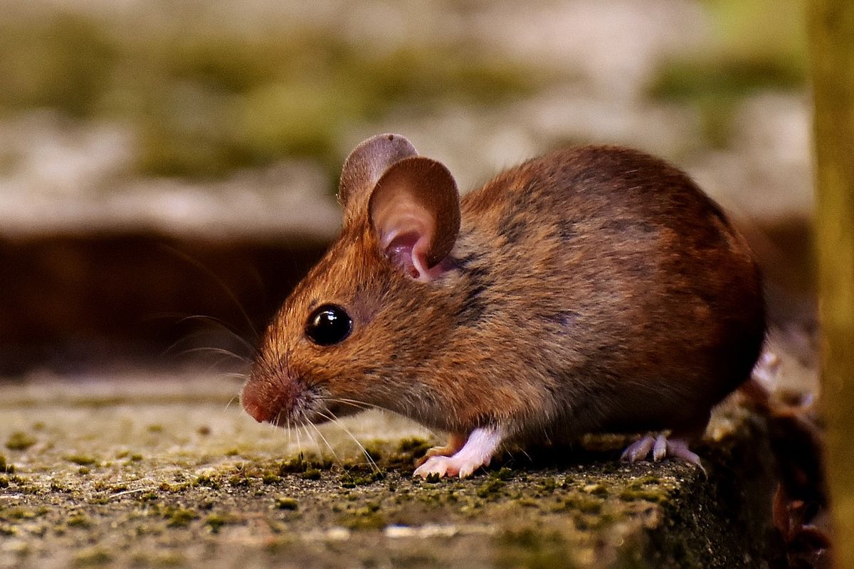 Bikin Tikus Jera Masuk Rumah, Mudah Ini 14 Caranya, Langsung Kapok Tikus Tidak akan Datang Lagi