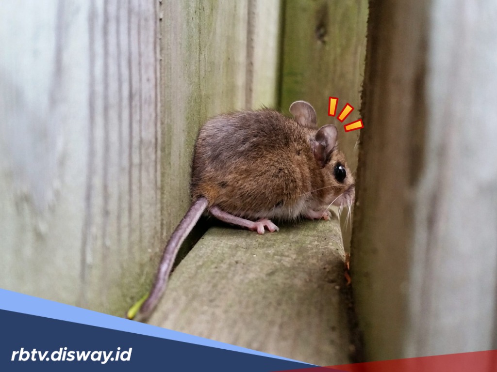 5 Tips Ampuh Cegah Tikus Masuk Rumah Lewat Lubang Pembuangan