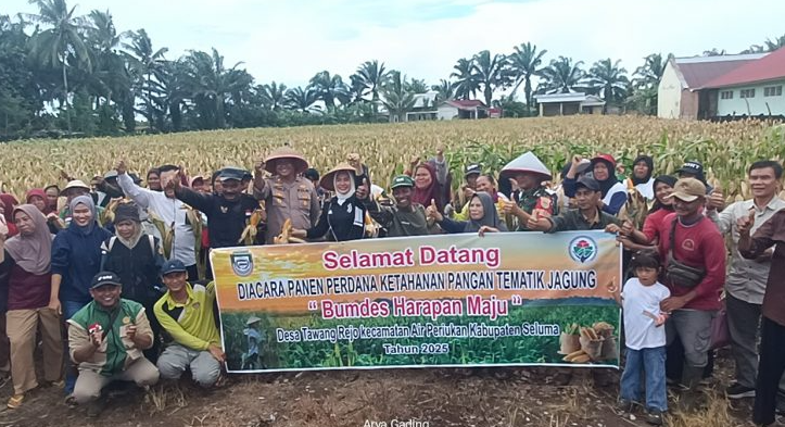 Dukung Program Ketahanan Pangan, Desa Tawang Rejo Seluma Sukses Panen Raya Jagung