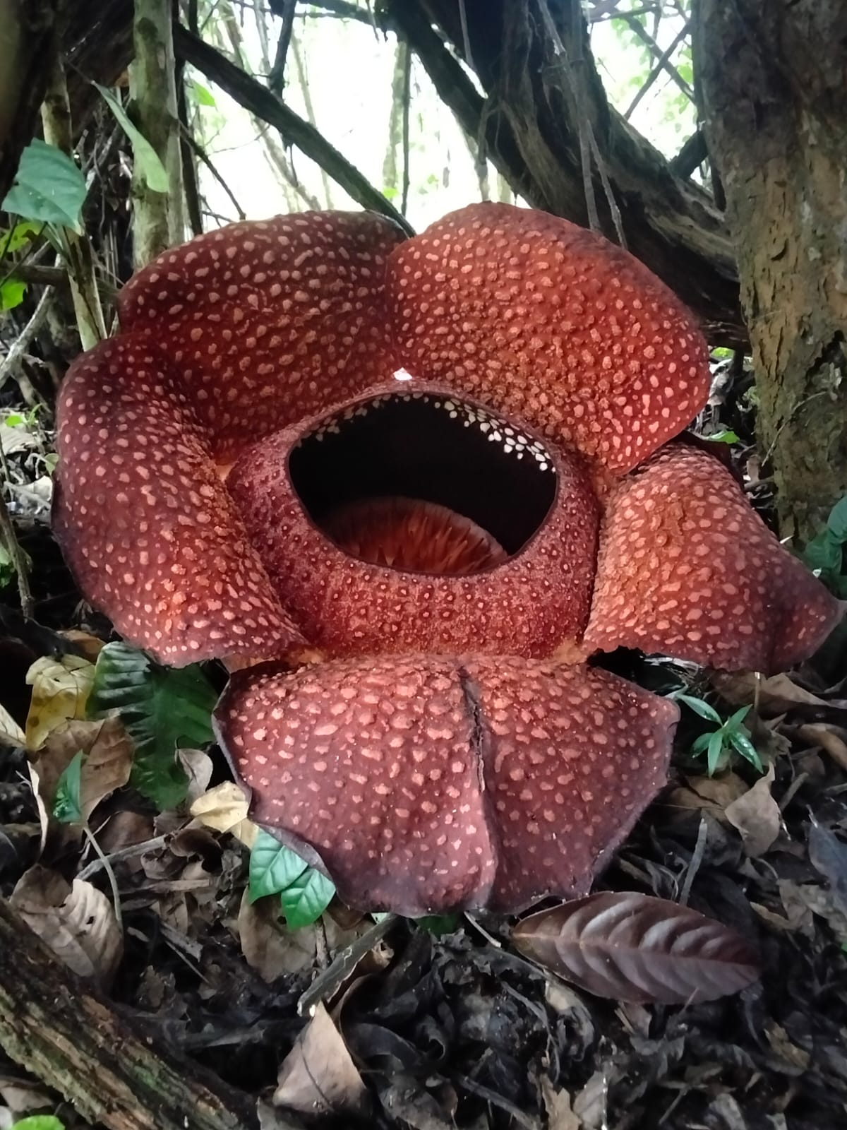 Kembali Mekar Sempurna, Petani Kopi Lubuk Resam Kembali Buktikan Bunga Rafflesia Bisa Dibudidaya