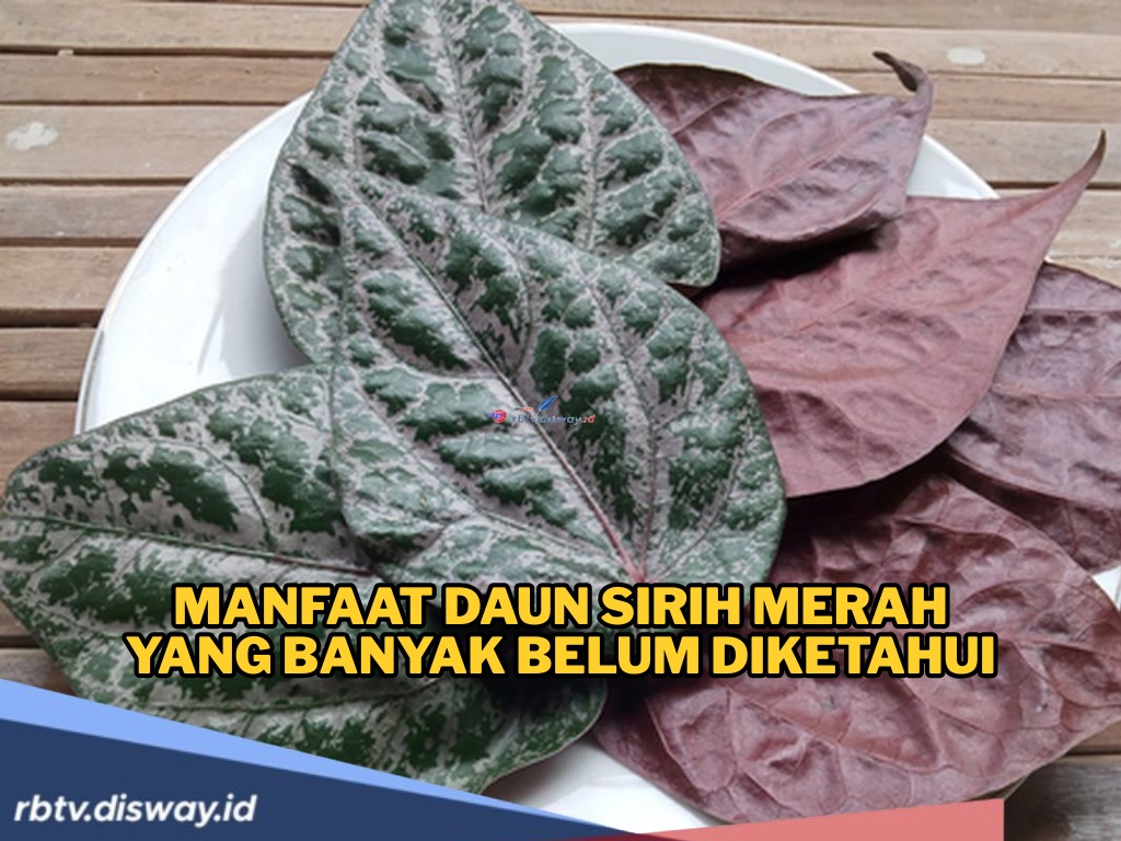 Bukan hanya Sekadar Tumbuhan, Ini Manfaat Daun Sirih Merah 