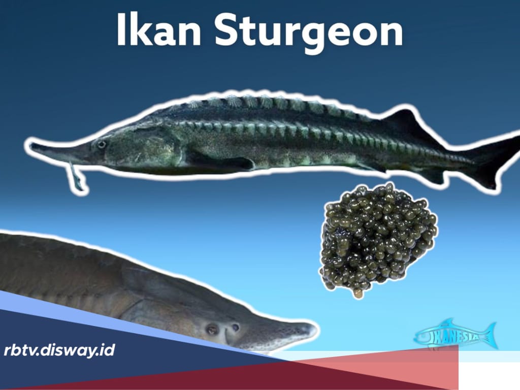 Penghasil Kaviar Terbesar di Dunia, Ikan Sturgeon Termasuk Jenis Ikan Apa? 