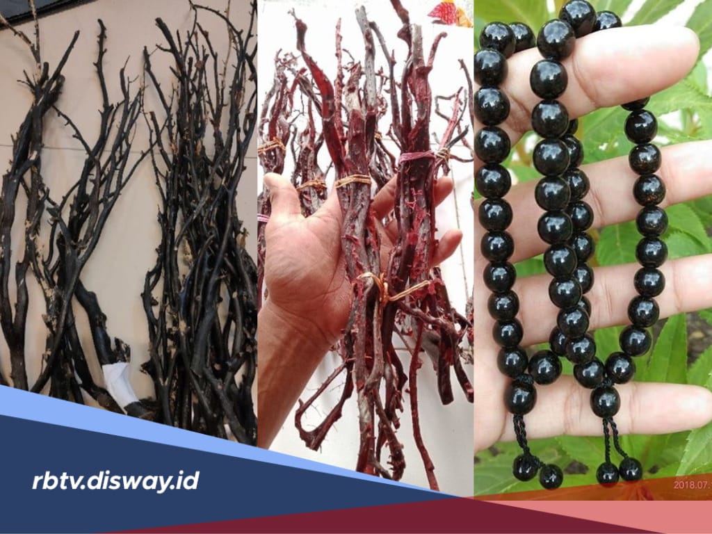 Sering Dijadikan Gelang, Ini Jenis Akar Bahar yang Populer, Ada Favoritmu? 