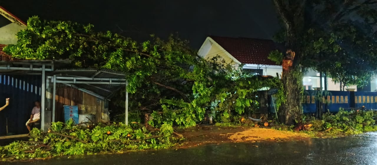 Pohon Mahoni di Nusa Indah Roboh, Timpa Tempa Usaha Warga
