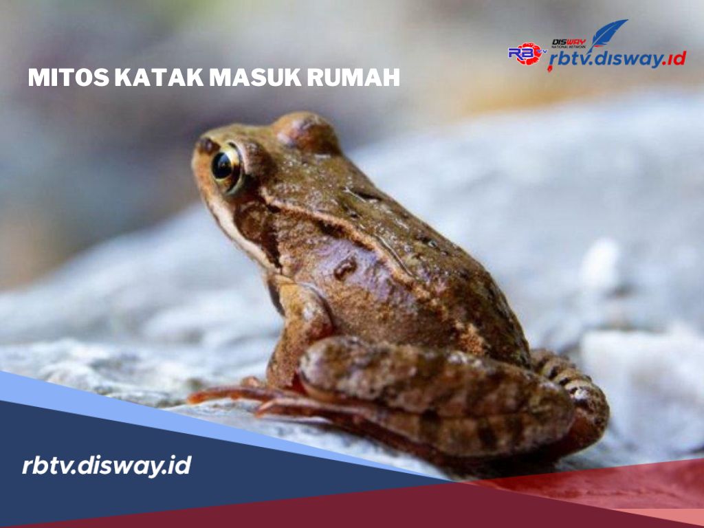 Mitos Katak Masuk Rumah yang Konon Dipercaya Pembawa Rezeki dan Keberuntungan