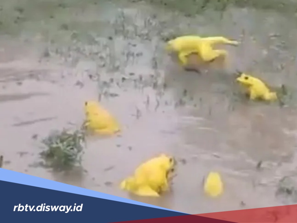 Fenomena Heboh Hujan Katak Turun dari Langit Jepang, Sempat Terdengar Suara Aneh  