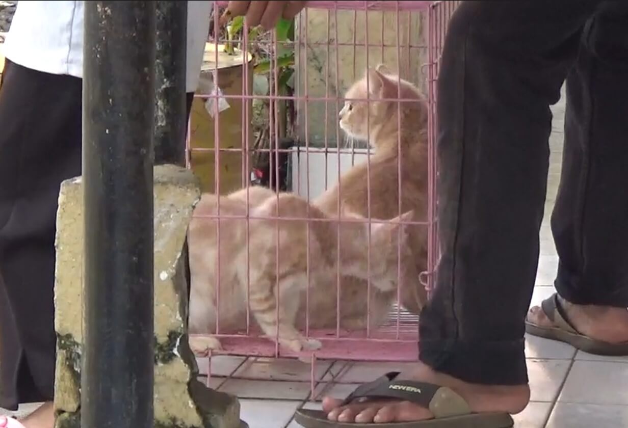 Ratusan Orang  di Rejang Lebong Digigit Hewan Penular Rabies