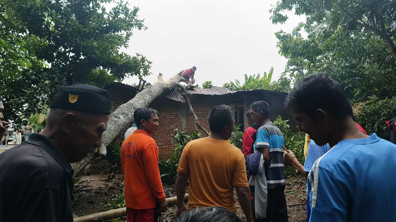 Hujan Badai, Rumah Warga di Kota Bengkulu Ditimpah Pohon Macang, Ada Anak yang Sedang Tidur