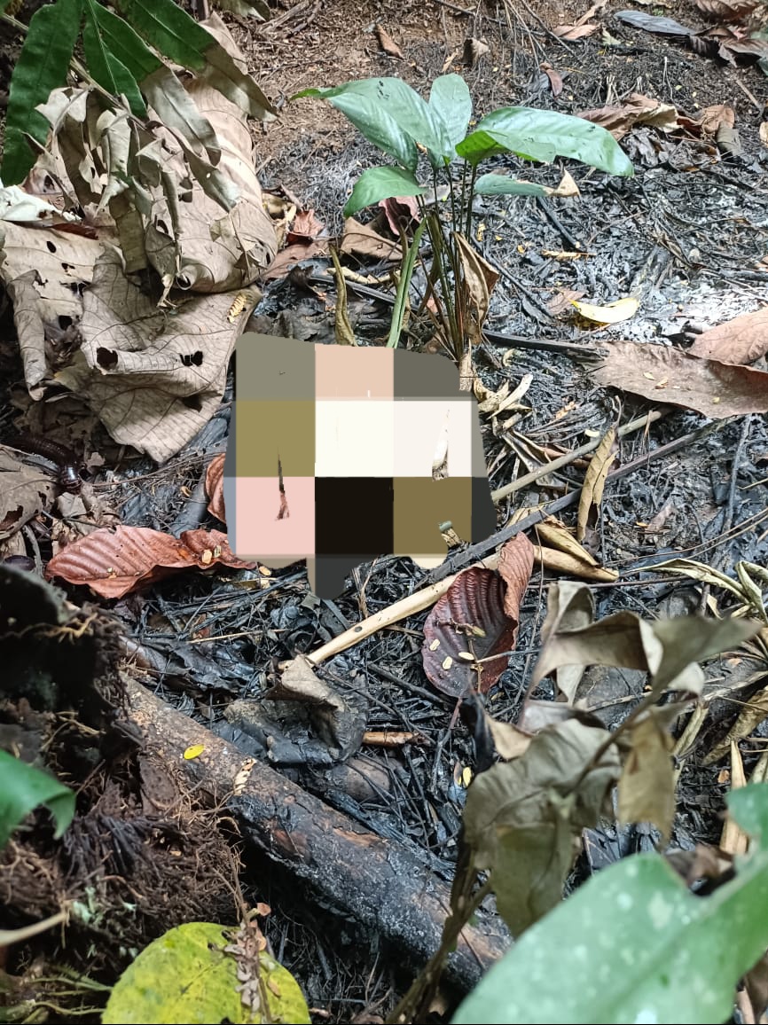 Temuan Kerangka Manusia di Kebun Kopi, Bikin Heboh Warga Bengkulu Selatan