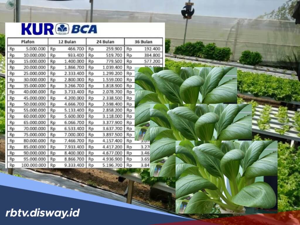 Pinjaman KUR BCA 2025 untuk Sektor Pertanian atau Modal Usaha Sayur Hidroponik, Cicilan Rp100 Ribuan