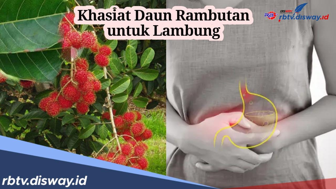 Waw, Ternyata Daun Rambutan Bisa Menyembuhkan Penyakit Lambung, Ini Efek jika Terlalu Banyak Konsumsi