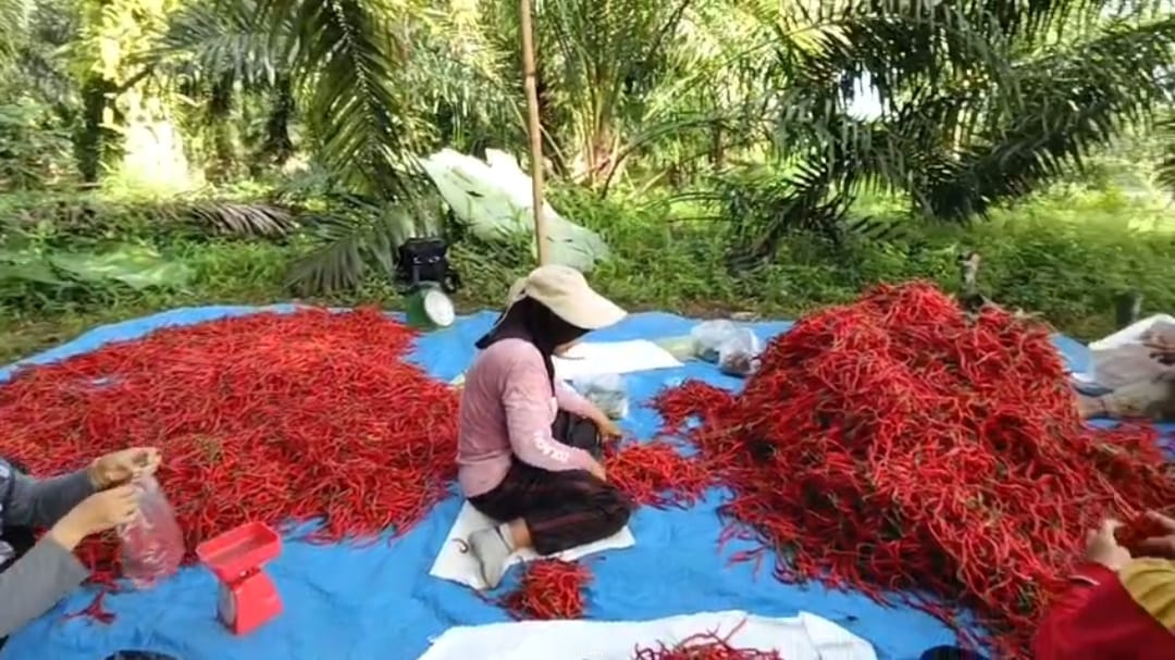 Dampak Banjir di Sumbar, Harga Cabai di Seluma Meroket Jelang Akhir Tahun