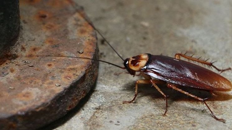 Bukan Sekadar Bunga Tidur, Ini Arti Mimpi Kecoa Menurut Primbon Jawa 