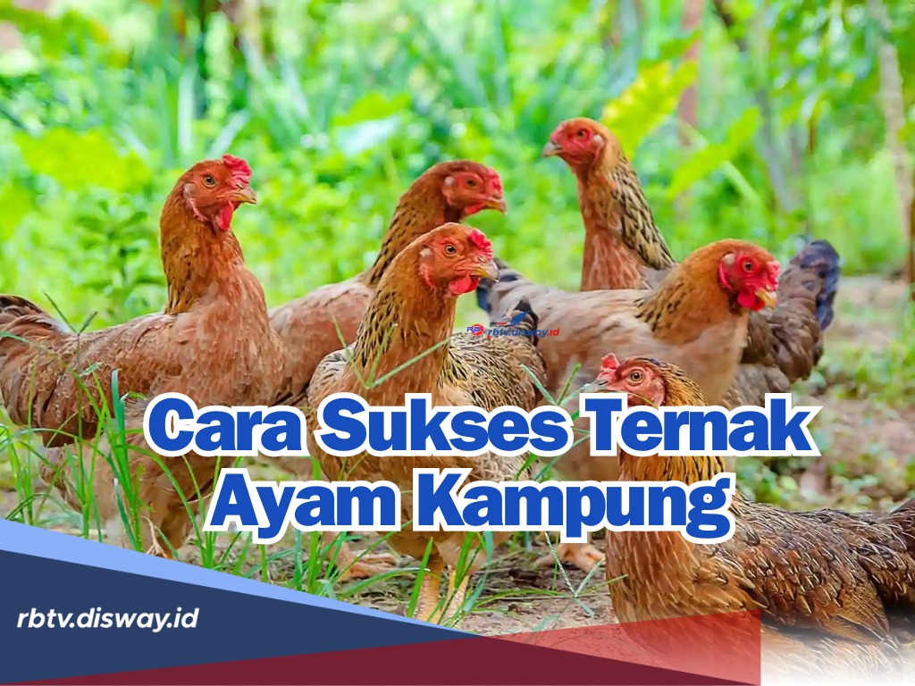 Cara Sukses Ternak Ayam Kampung Biar Cepat Besar dengan Pakan dan Tekhnik Ini