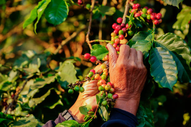 Here's a List of the Largest Coffee-Producing Regions in Indonesia