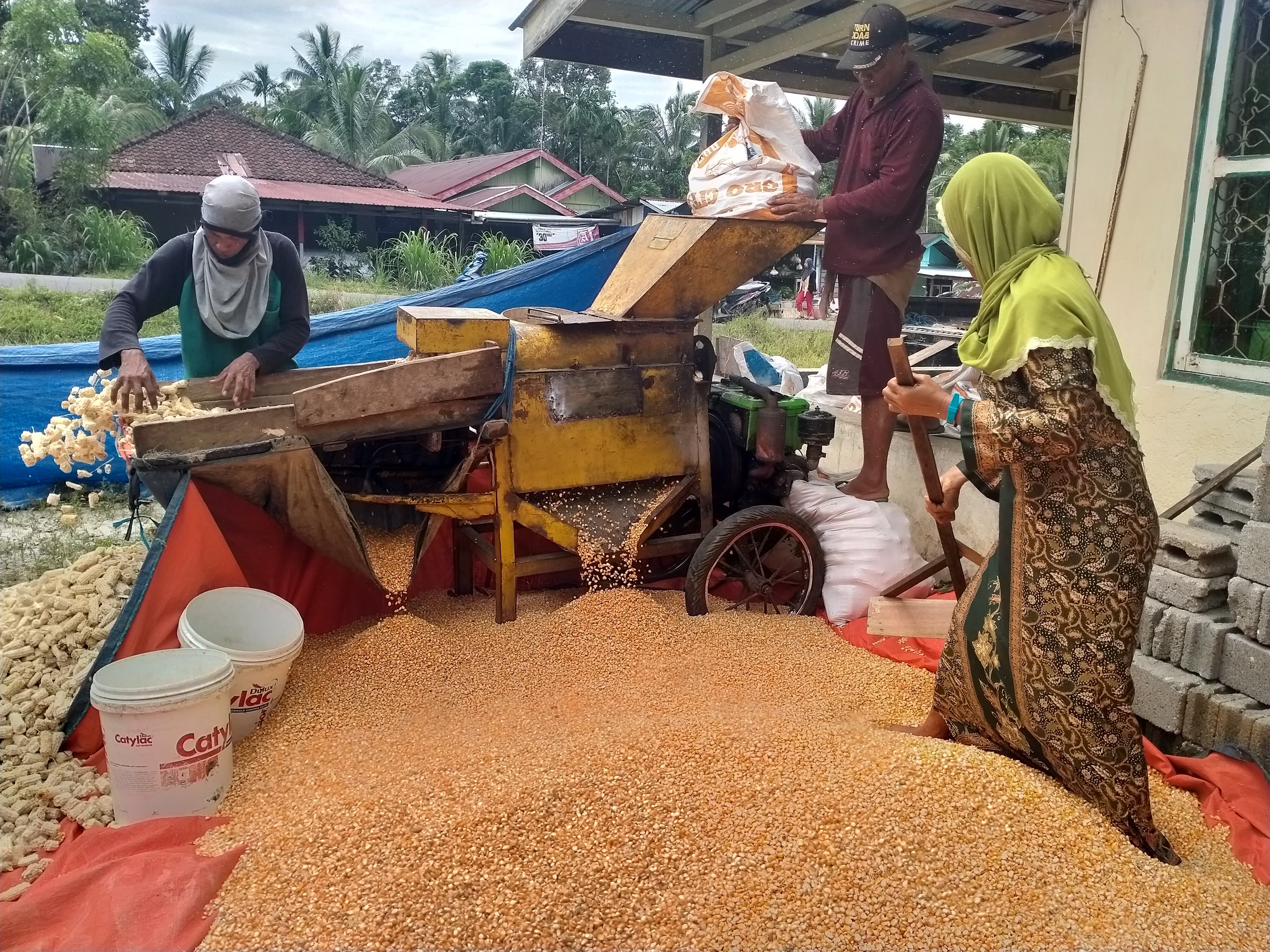 Harga Jagung Pakan Ternak Rp 4.300 per Kg, Petani Merugi dan Berutang ke Tengkulak