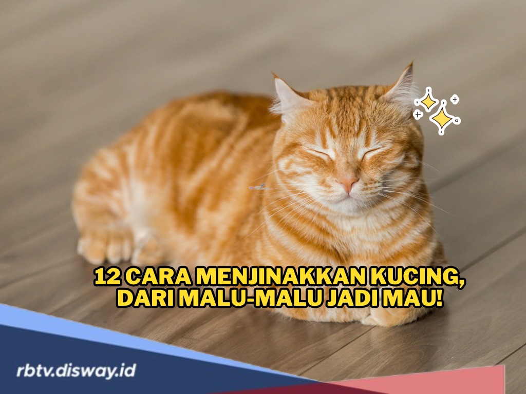 Punya Kucing di Rumah? Simak, Ini 12 Cara Menjinakkan Kucing, dari Malu-malu Jadi Mau!