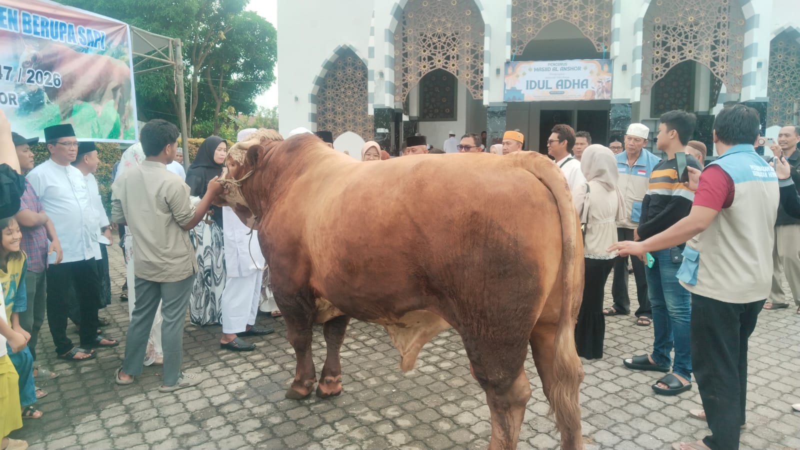Sapi Presiden Prabowo dengan Bobot 1,1 Ton Dikurbankan di Sukarami