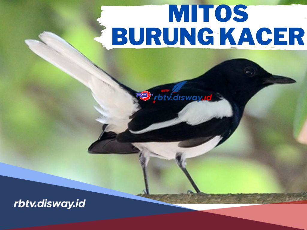 Ini 6 Mitos Memelihara Burung Kacer! Burung yang Pandai Berkicau dan Pembawa Keberuntungan