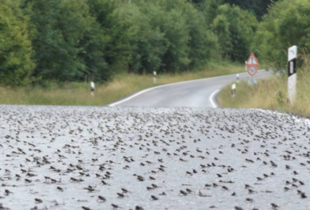 Tak hanya di Brazil, Rupanya Negara Ini juga Terjadi Hujan Katak