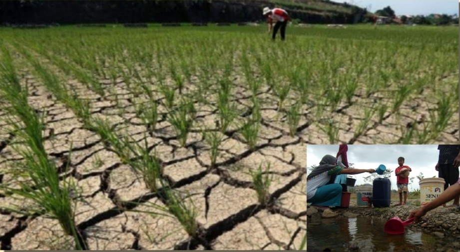 Kekeringan Dampak El Nino Makin Meluas, Ini Daftar Wilayah yang Terdampak di Indonesia