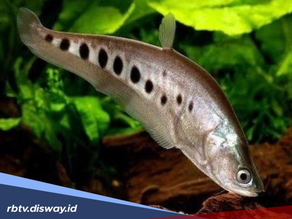 Dilindungi, Ini Jenis Ikan yang Dilarang Ditangkap di Indonesia, Bisa Didenda Rp 1,5 Miliar!