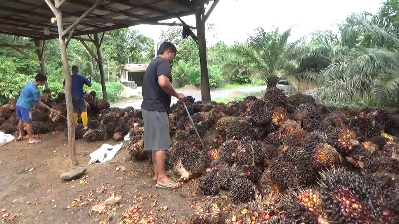 Dana Bagi Hasil Perkebunan Kelapa Sawit di Bengkulu Utara Tahun 2026 Turun Sebesar Rp1,5 M