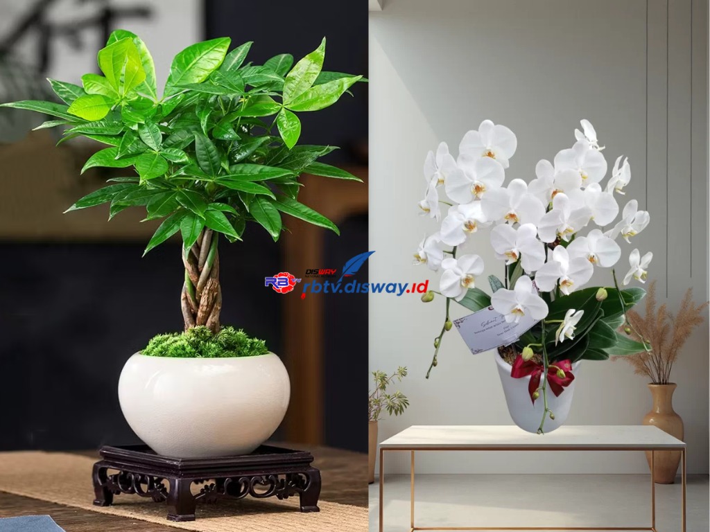 5 Tanaman Ini Bakal Bawa Hoki Kalau Ditanam di Dekat Rumah