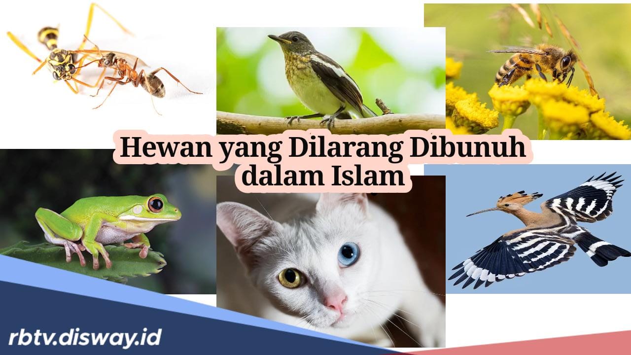 6 Hewan Ini Dilarang Dibunuh dalam Islam, Tidak hanya Semut Ada juga Katak