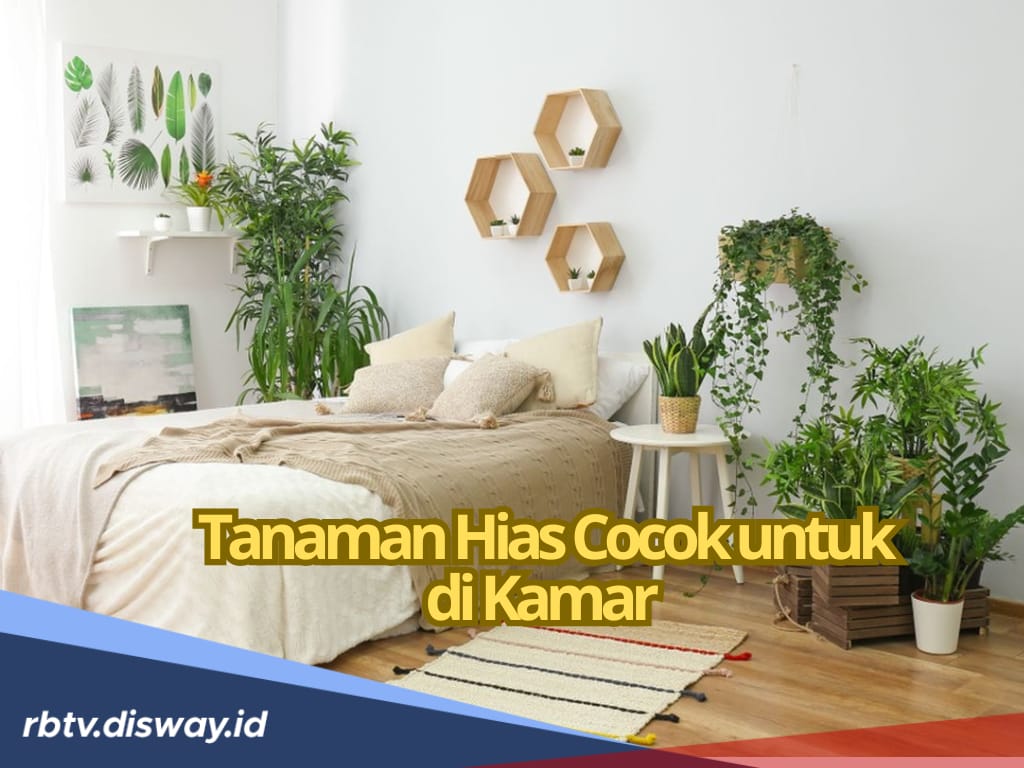 8 Jenis Tanaman Hias Ini Cocok untuk di Kamar, Perawatannya Sangat Mudah dan Banyak Manfaatnya