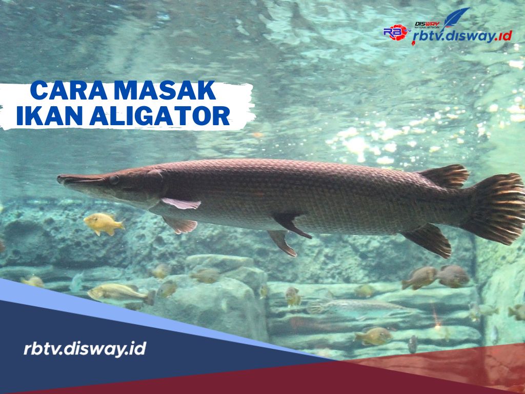 Jangan Asal Konsumsi, Begini Cara Memasak Ikan Aligator Jadi Hidangan Menggugah Selera