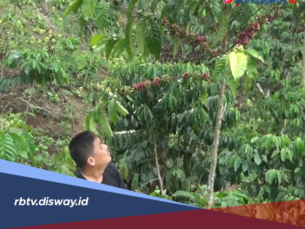 Pencuri Kopi Berkeliaran di Rejang Lebong, Petani Diminta Waspada