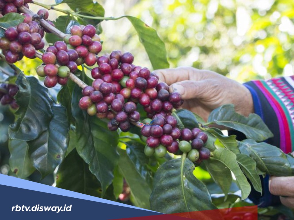 Harga Kopi Melonjak Tembus Rp75 Ribu Per Kilogram! Petani Panen Kopi Lebih Awal agar Terhindar dari Pencuri