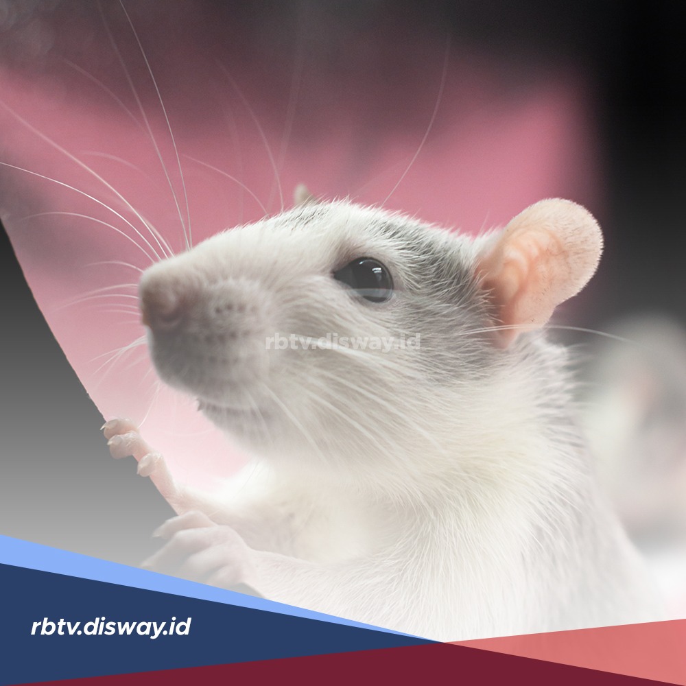 Lebih Aman, Pakai 15 Bahan Alami Berikut Usir Tikus dari Rumah