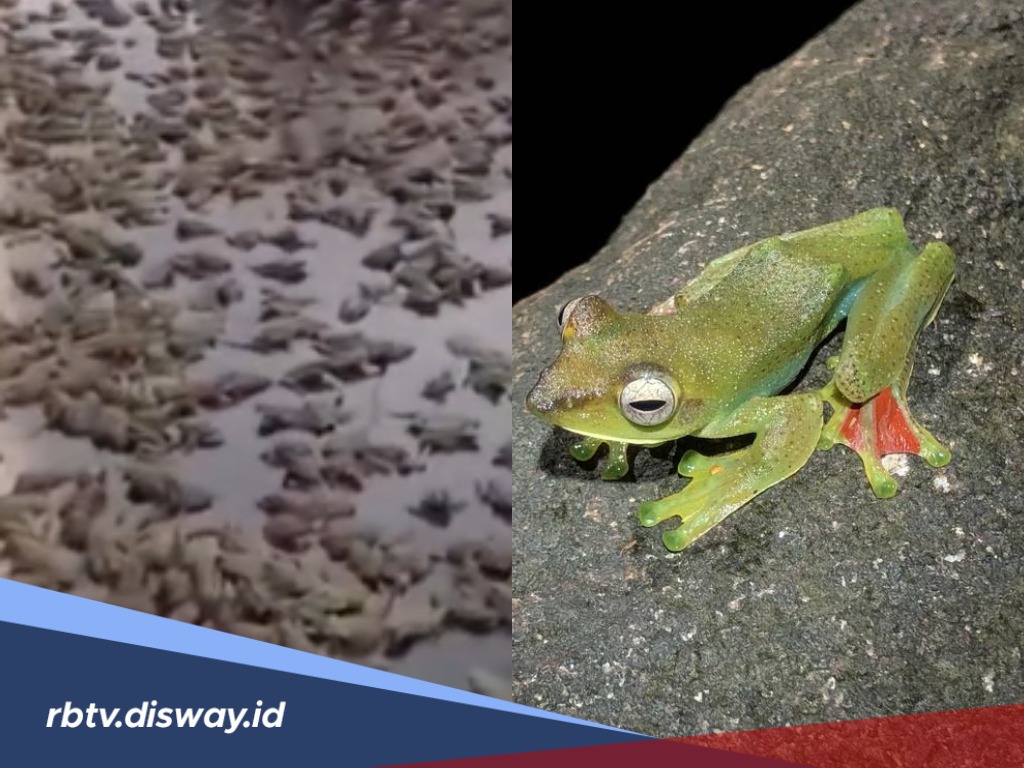 Heboh Hujan Katak di Brazil Diluar Prediksi BMKG, Berapa Lama Katak Bisa Bertahan di Udara Sebelum Jatuh? 